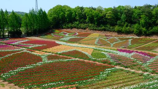 色鮮やかなチューリップ畑と青空の春景色