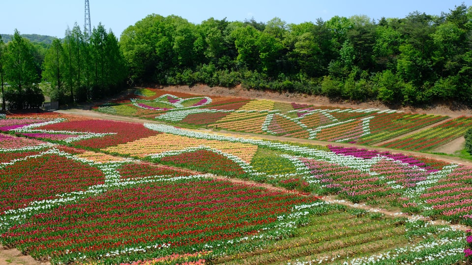 色鮮やかなチューリップ畑と青空の春景色