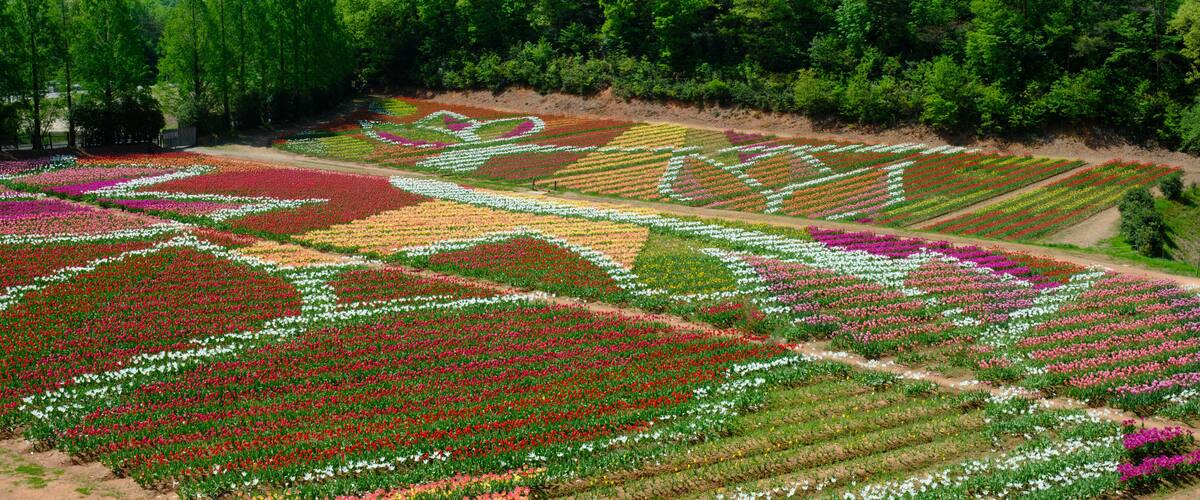 A large flower field with rows of red, pink, white, and yellow flowers.