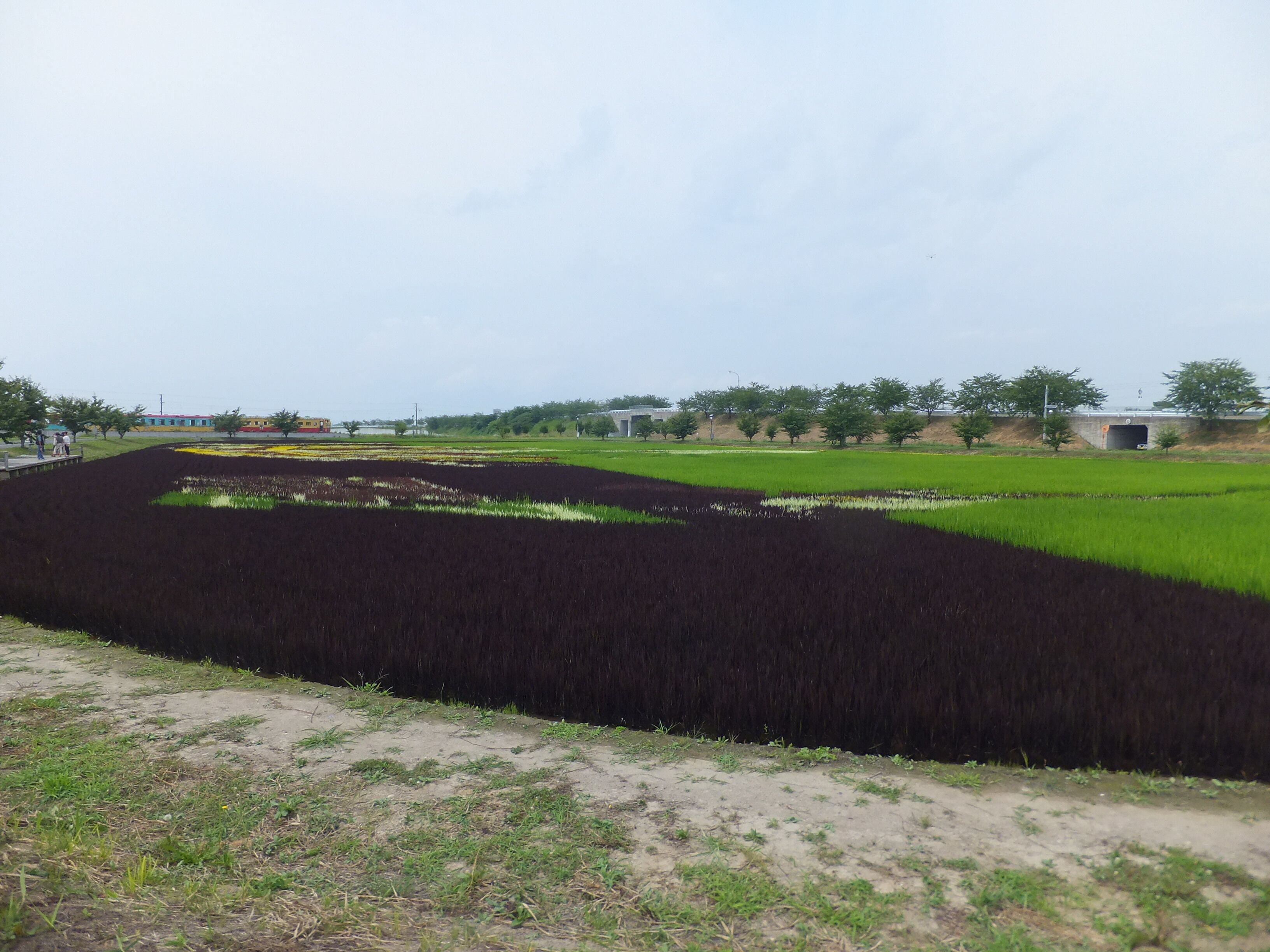 From Inakadate service station “Yayoi village” towards village administration building. Tanbo art rice field 2012, subject unknown.