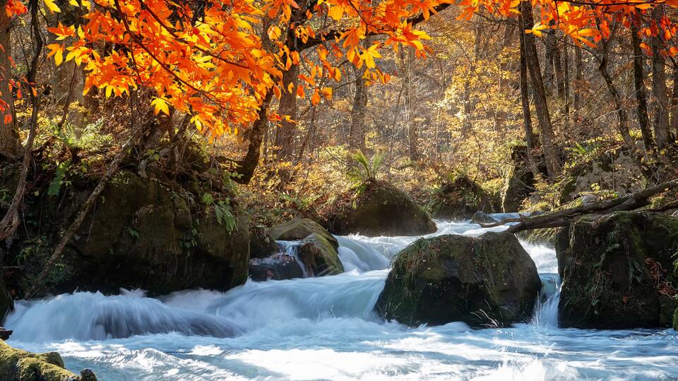 Oirase Gorge beautiful river druing the autumn season, Japan