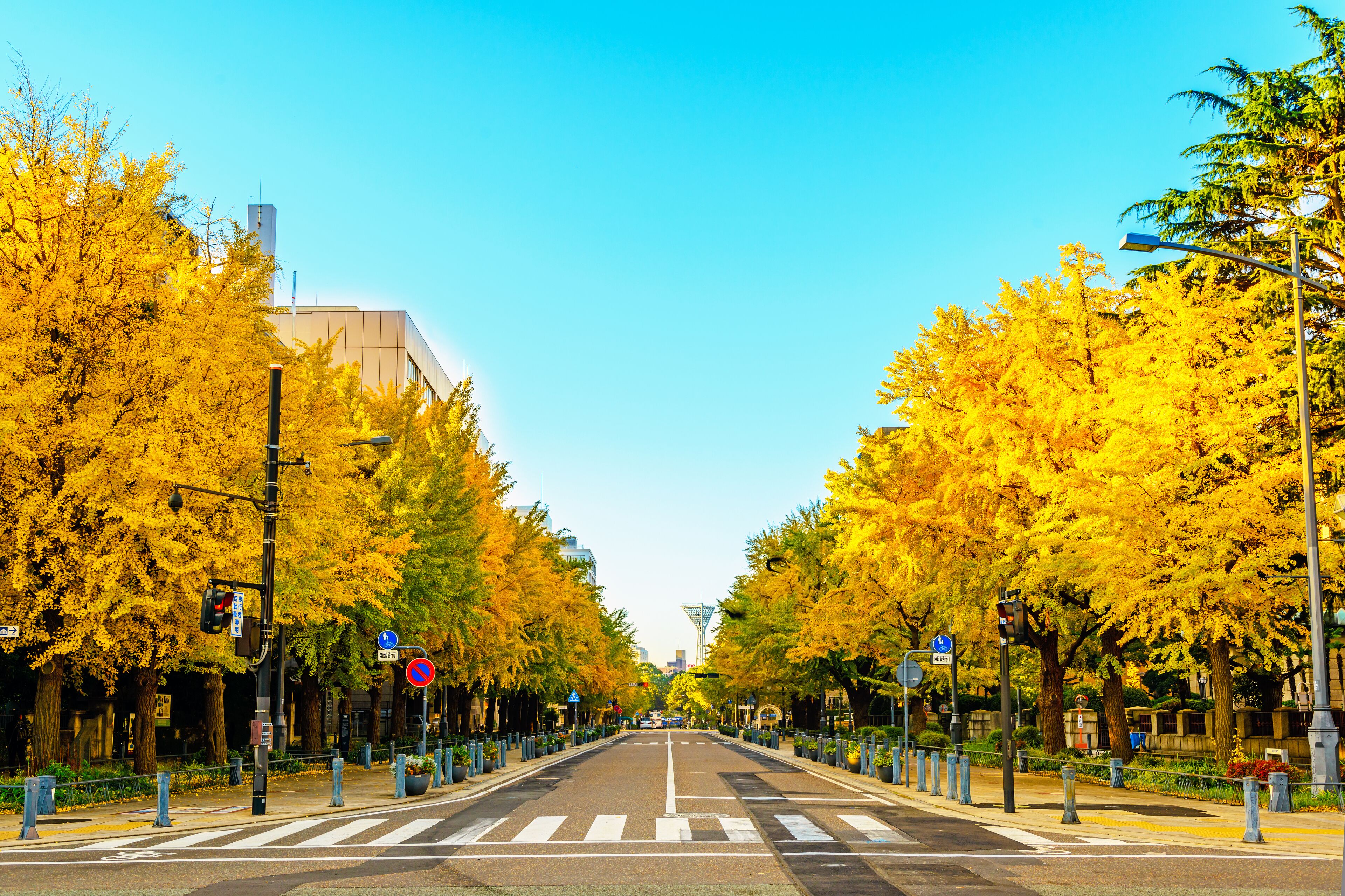 Ginkgo trees at Kanagawa Prefectural Government Street in Yokohama, Japan.; Shutterstock ID 122512024