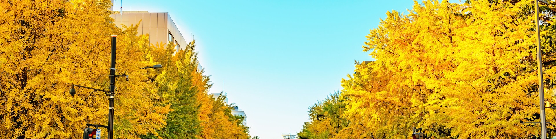 Rua arborizada com folhagem amarela, semáforos e um céu azul límpido.