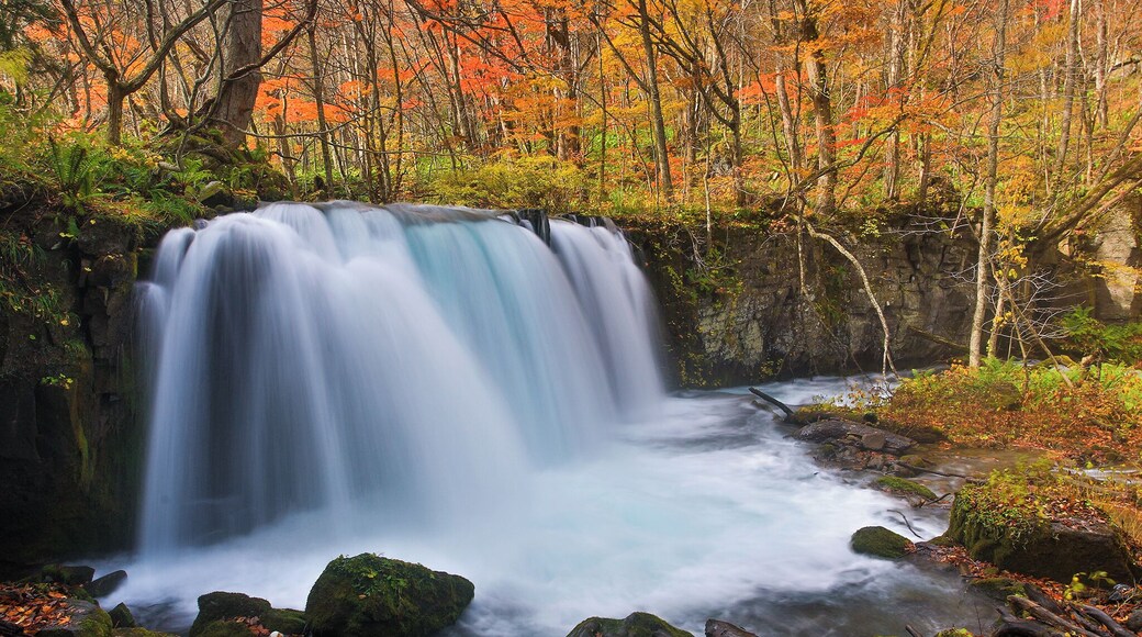 This is the biggest waterfall in the Oirase Stream. In Autumn, the stream is surrounded by autumn leaves which looks very beautiful.