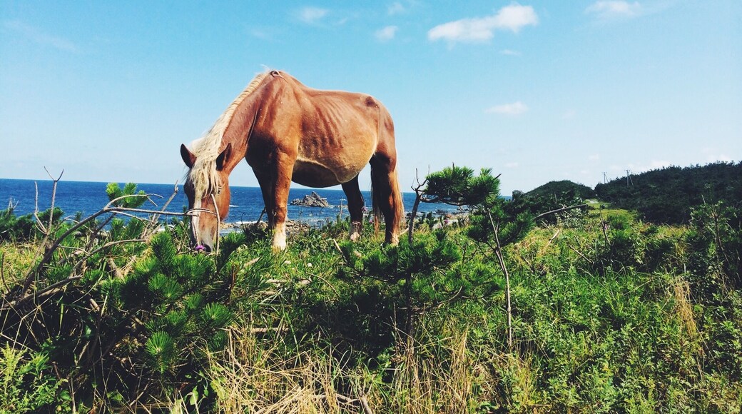 A very tippy point of northern Honshu on the Shimokita Peninsula where wild horses roam.