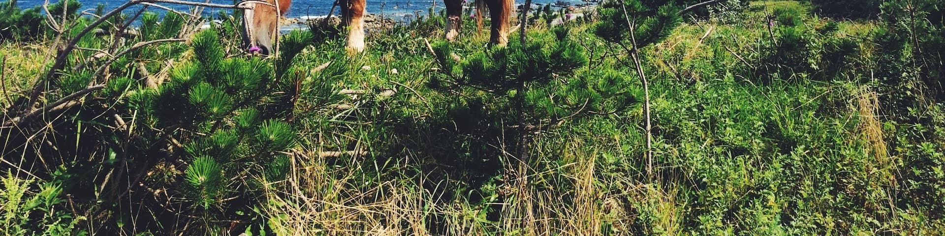 A very tippy point of northern Honshu on the Shimokita Peninsula where wild horses roam.