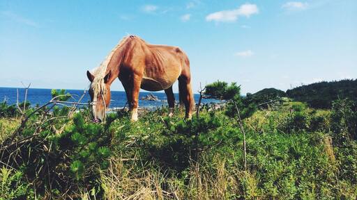 A very tippy point of northern Honshu on the Shimokita Peninsula where wild horses roam.