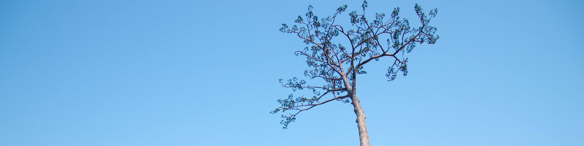 Rikuzentakata solitary pine tree,iwate,tourism of japan(陸前高田・奇跡の一本松)