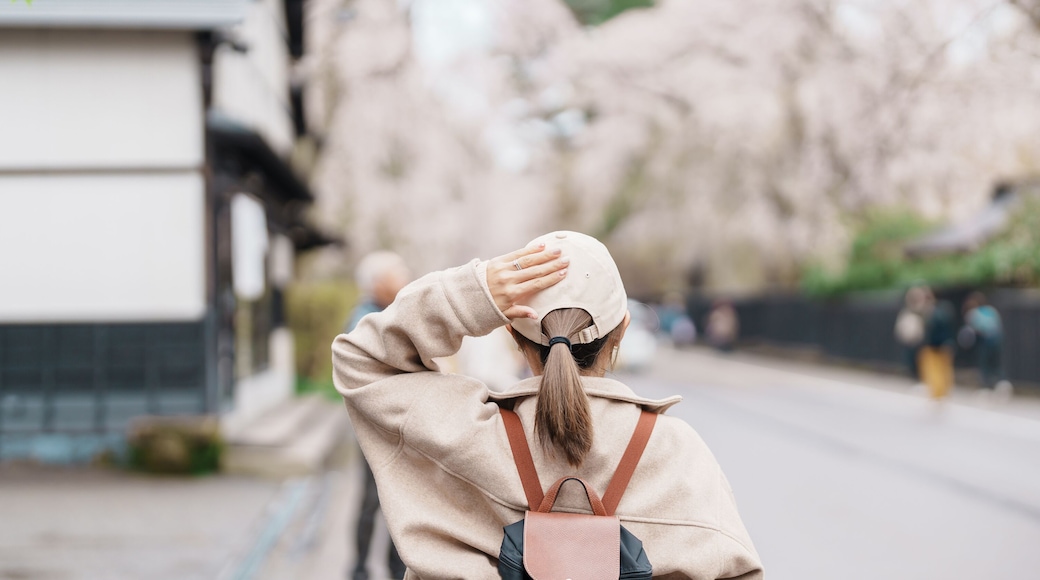 Woman tourist sightseeing Sakura Cherry Blossom in Spring. Happy traveler travel in Samurai village or Little Kyoto in Kakunodate town, Semboku District, Akita Prefecture, Japan. Landmark and Vacation