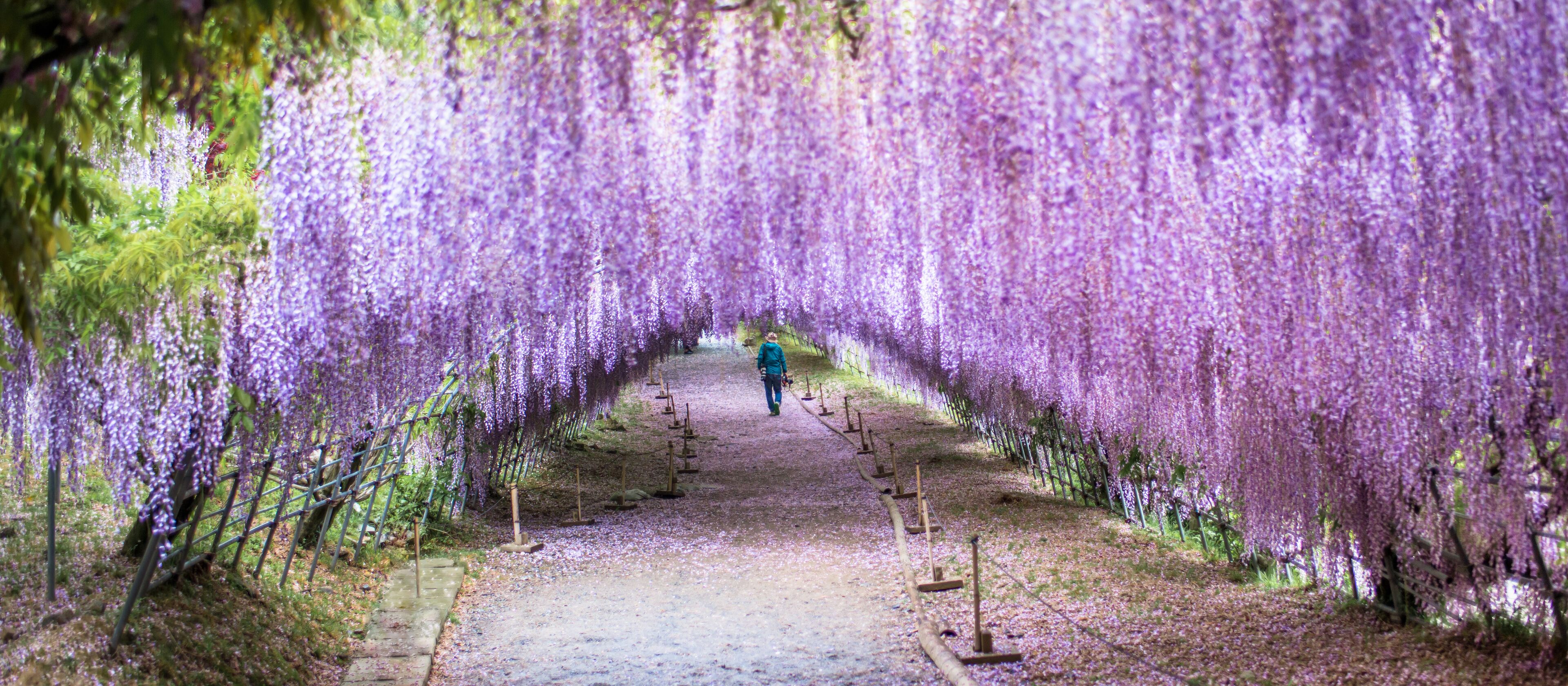 Wisteria Tunnel at Kawachi Fuji Garden with a photographer man walking inside (Fukuoka, Japan)