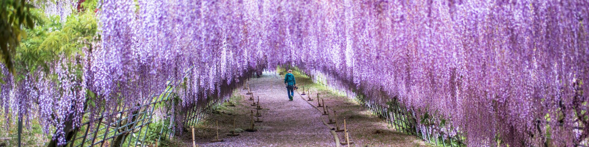 Wisteria Tunnel at Kawachi Fuji Garden with a photographer man walking inside (Fukuoka, Japan)
