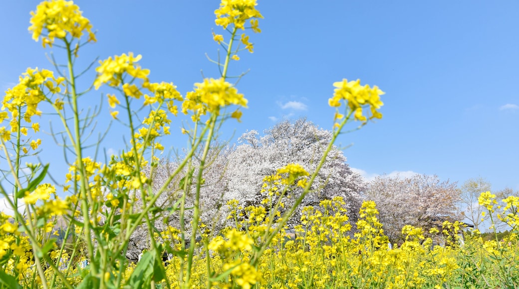 ์ฝ๋ค๋ง ๊ตฐ