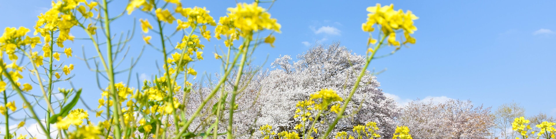 一心行の大櫻 「春空を背景に、武将歴史記録さくら写真・山桜の花」樹齢400年 日本2018年春撮影 (九州・熊本県阿蘇郡南阿蘇村) Isshingyo Sakura Japan spring 2018 shooting (Kyushu, Minamiaso Village, Aso District, Kumamoto Prefecture)