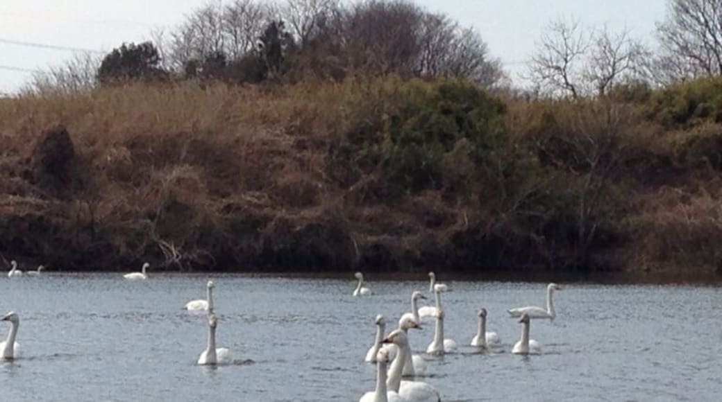 I've seen swans that were flying from Siberia.