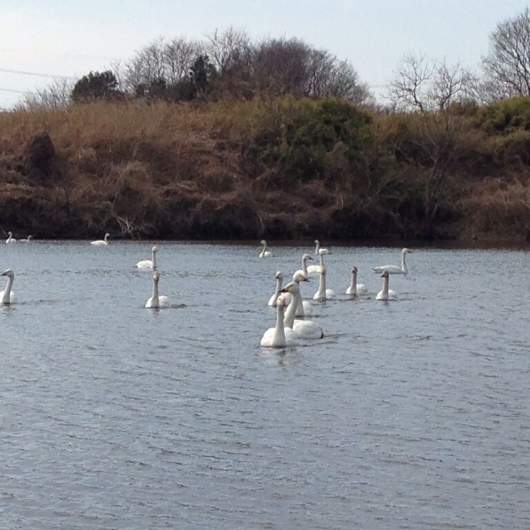 A group of white swans swimming in a body of water with a grassy and bushy shoreline in the background.