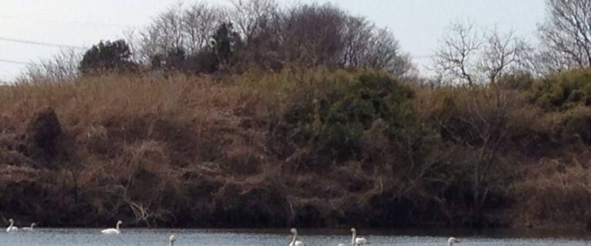A group of white swans swimming in a body of water with a grassy and bushy shoreline in the background.