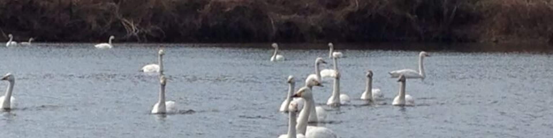A group of white swans swimming in a body of water with a grassy and bushy shoreline in the background.