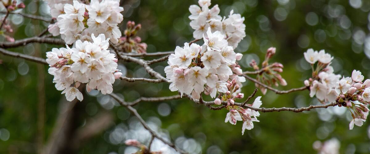 桜 ソメイヨシノ 千葉県市川市 里見公園