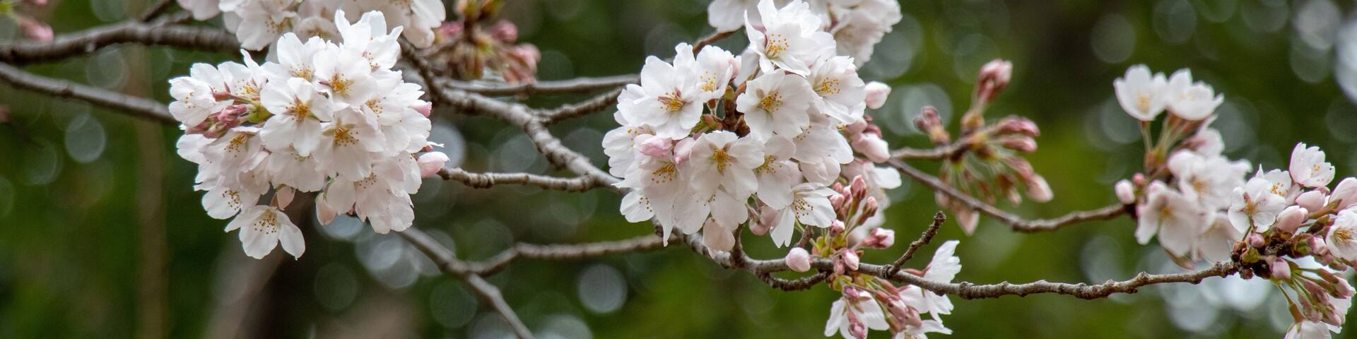 桜 ソメイヨシノ 千葉県市川市 里見公園