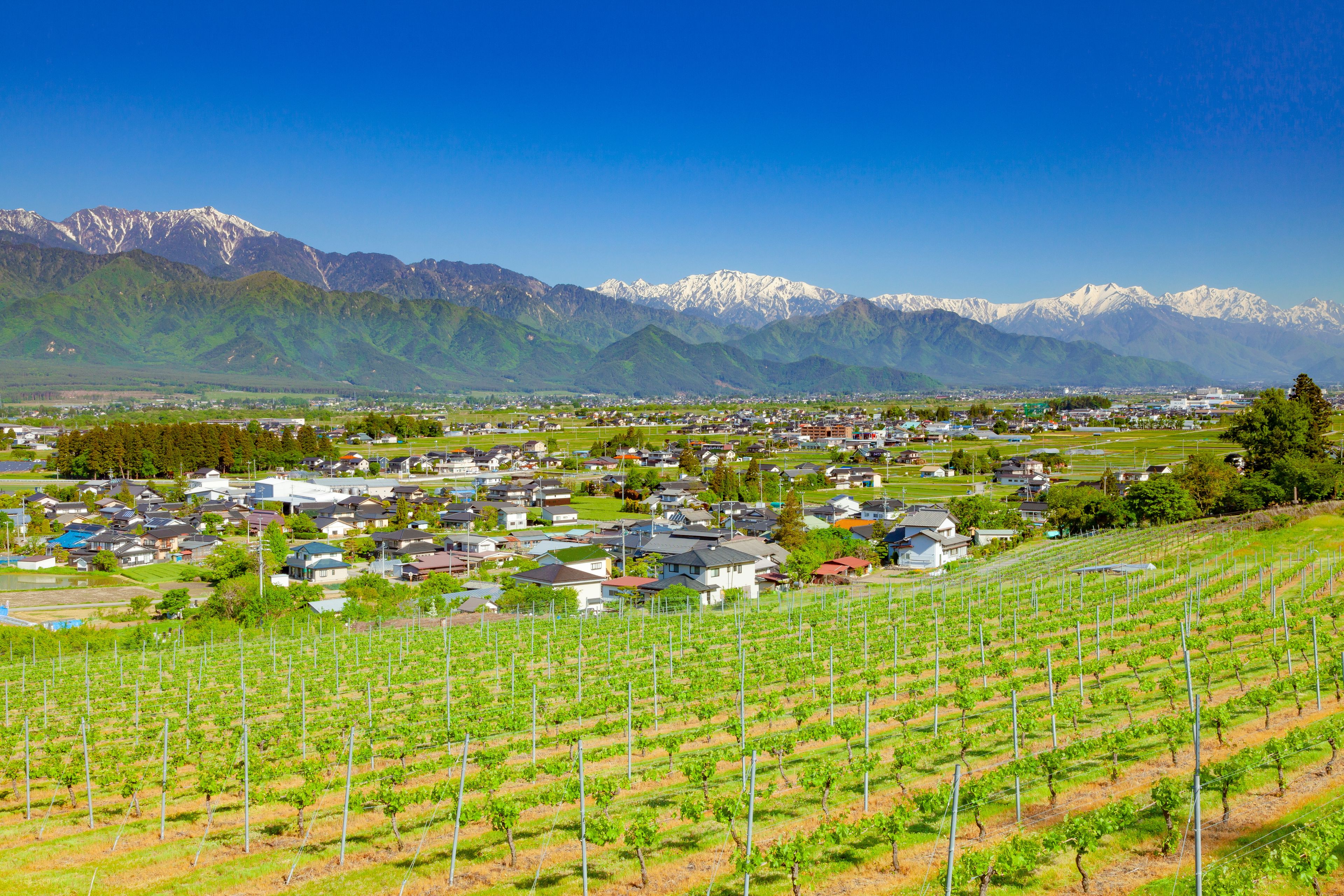 Ein Weinberg mit Reihen von Reben, eine Stadt mit Häusern und Gebäuden, und schneebedeckte Berge im Hintergrund.