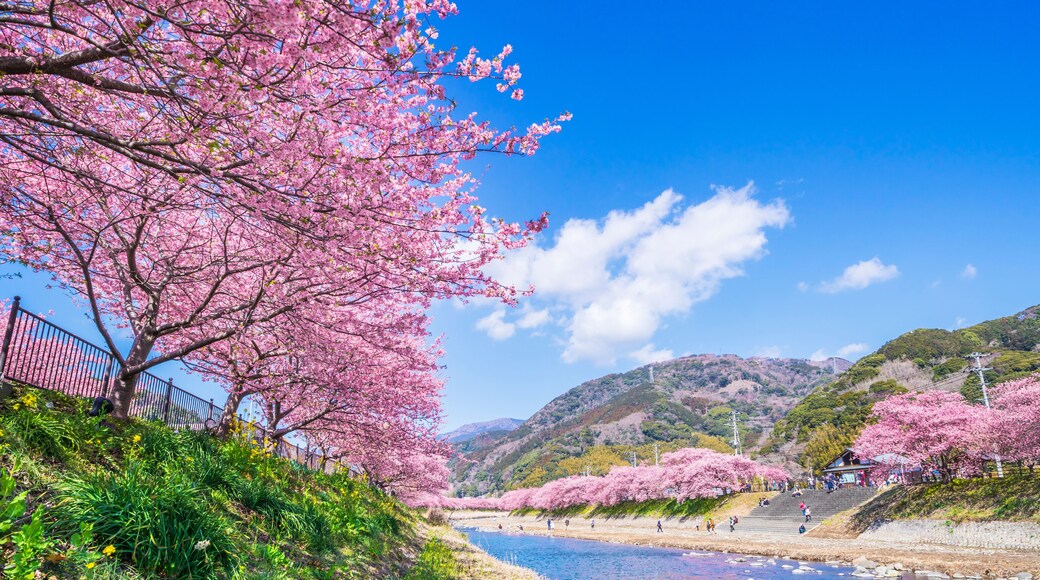 河津桜発祥の地 河津町の桜並木【静岡県・賀茂郡】
Row of cherry blossom trees in Kawazu Town, the birthplace of Kawazu cherry blossoms - Shizuoka, Japan