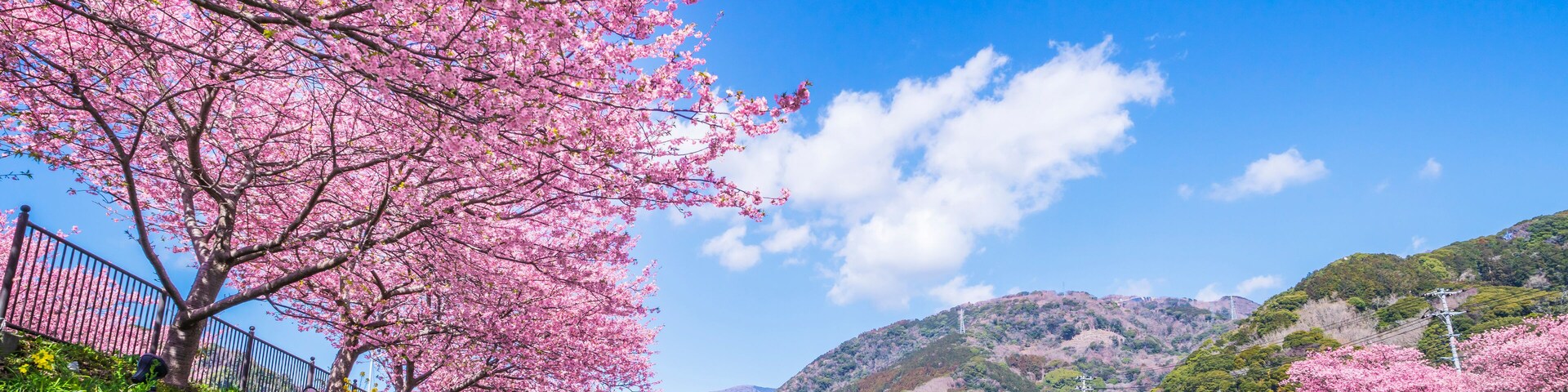 河津桜発祥の地 河津町の桜並木【静岡県・賀茂郡】
Row of cherry blossom trees in Kawazu Town, the birthplace of Kawazu cherry blossoms - Shizuoka, Japan