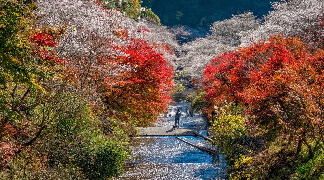 Shikizakura blossoms mixed with the beautiful autumn colour leave at Obara village.