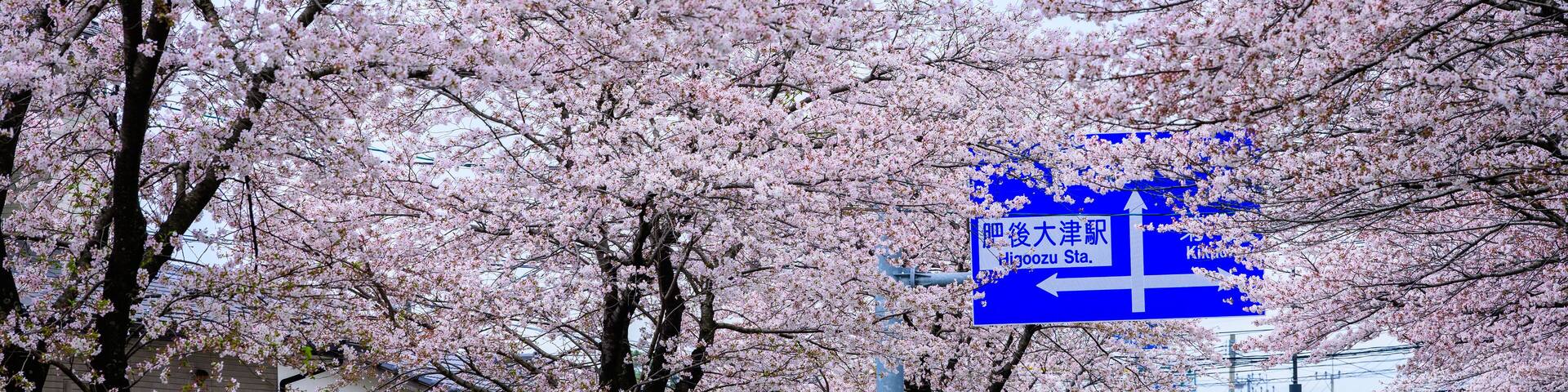 うららかな桜並木に映える標識
A sign that stands out against the gentle cherry blossom trees
日本(春)2023年
Japan (Spring) 2023
九州・熊本県菊池郡大津町
Otsu Town, Kikuchi District, Kumamoto Prefecture, Kyushu
「大津町立北中学校前さくら街道・桜並木」