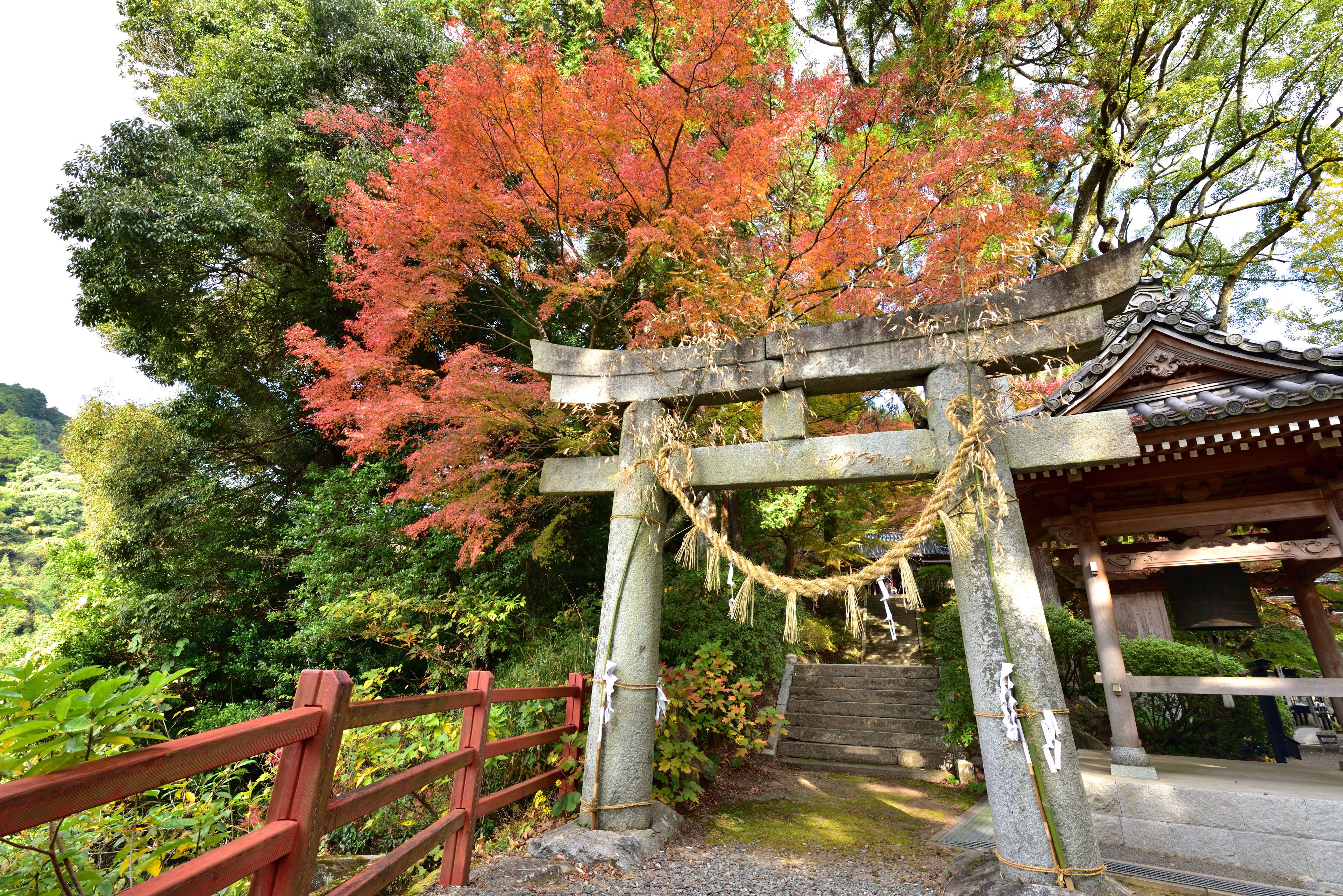 Un portail torii japonais traditionnel, avec des feuilles d’automne rougeoyantes, une clôture en bois et un sentier de pierres menant à un sanctuaire.