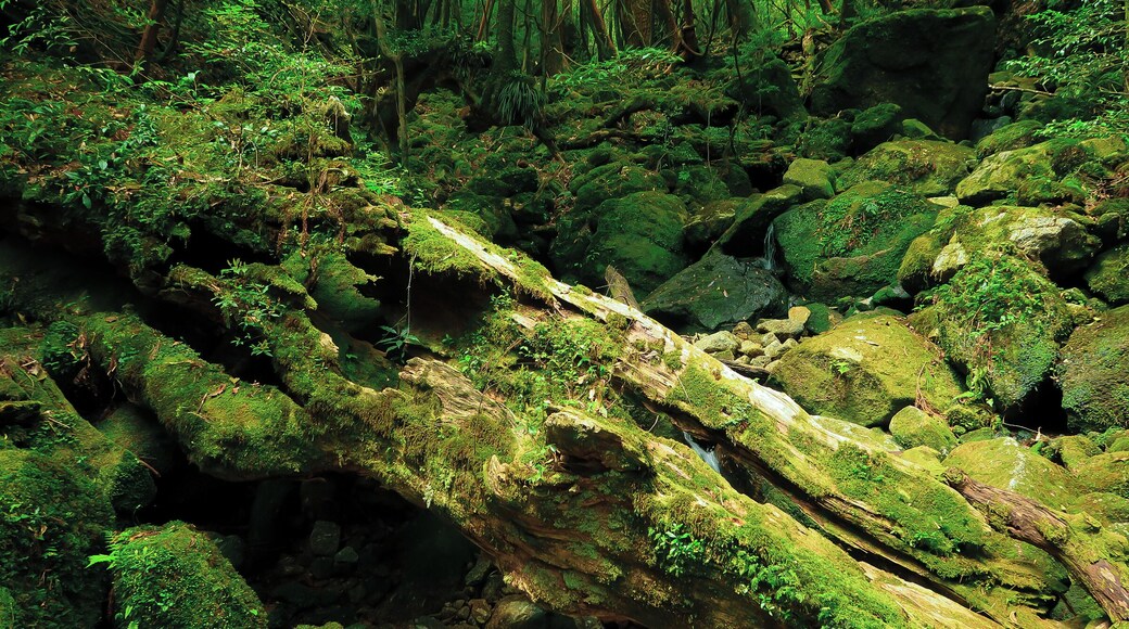 Exploring the ancient forests of Yakushima, just off Kyushu.
This place, with its sub-tropical environment and stunning mountainous landscape, truly is a nature lovers paradise.
It's also home to some of Japan's oldest living trees, some of which are over 1,000 years old - the oldest might even be 7,000+ years.
#adventure #japan #yakushima #nature