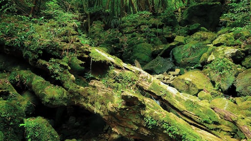 Exploring the ancient forests of Yakushima, just off Kyushu.
This place, with its sub-tropical environment and stunning mountainous landscape, truly is a nature lovers paradise.
It's also home to some of Japan's oldest living trees, some of which are over 1,000 years old - the oldest might even be 7,000+ years.
#adventure #japan #yakushima #nature