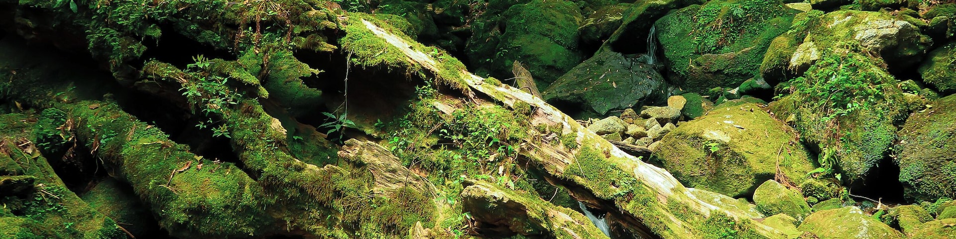 Exploring the ancient forests of Yakushima, just off Kyushu.
This place, with its sub-tropical environment and stunning mountainous landscape, truly is a nature lovers paradise.
It's also home to some of Japan's oldest living trees, some of which are over 1,000 years old - the oldest might even be 7,000+ years.
#adventure #japan #yakushima #nature