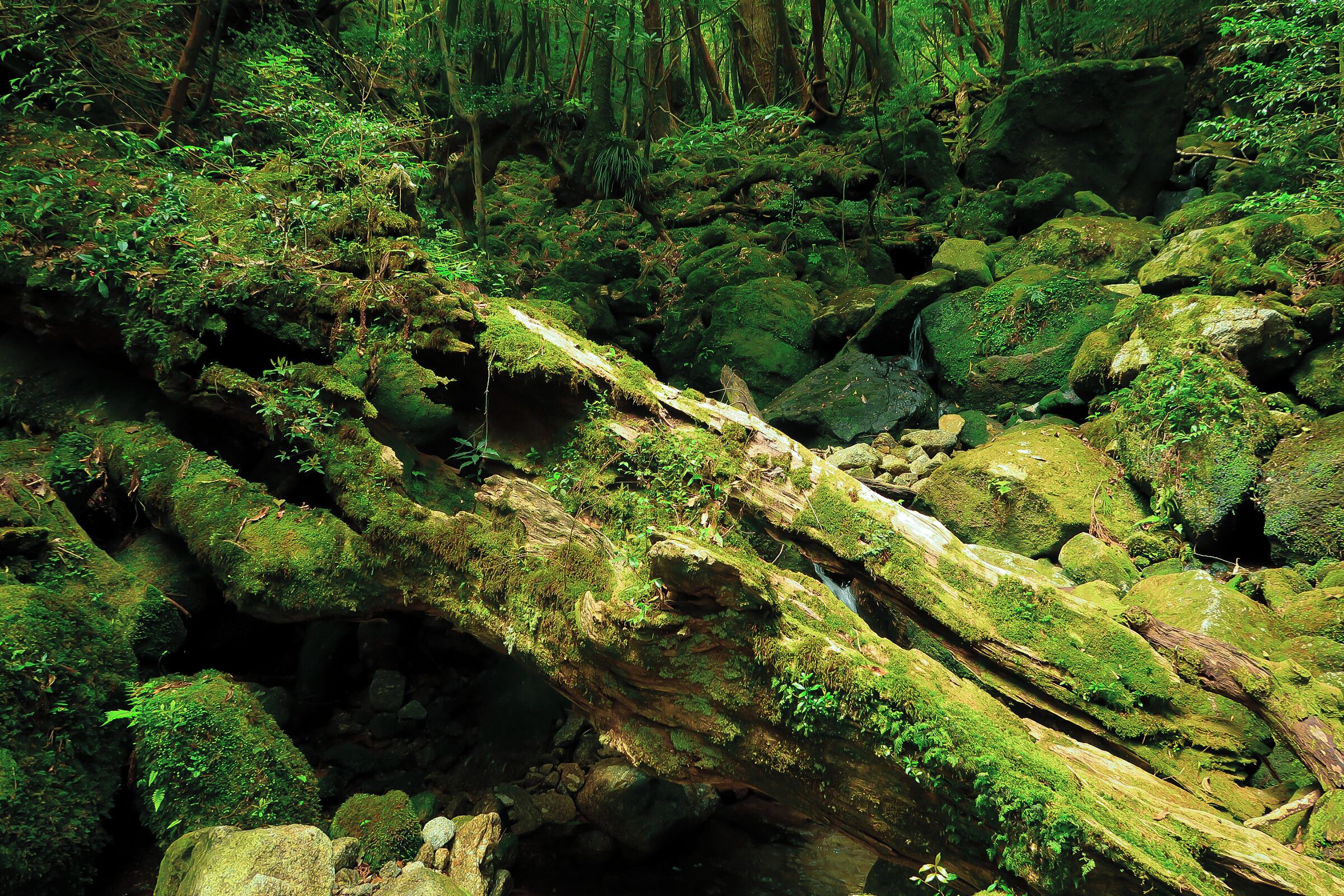 A forest with a fallen tree covered in moss and surrounded by rocks.