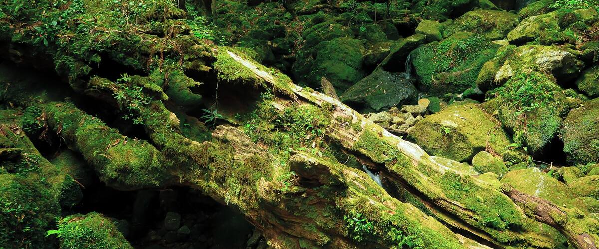 A forest with a fallen tree covered in moss and surrounded by rocks.