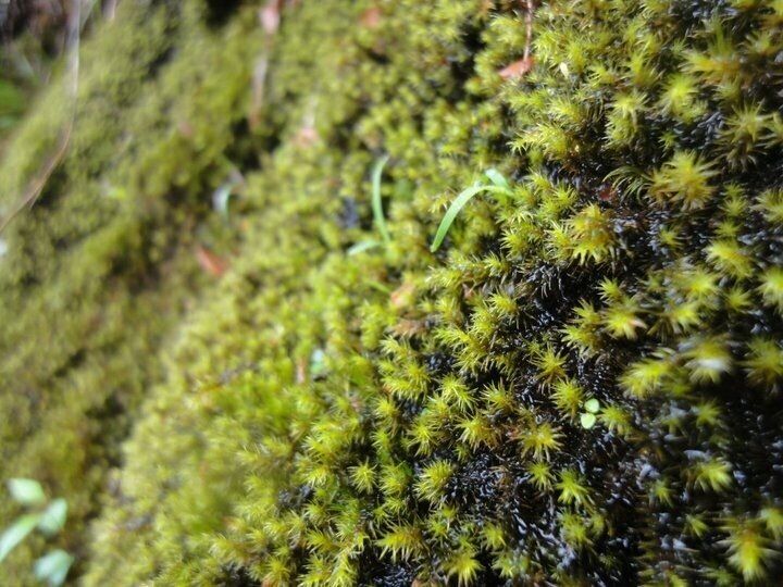 Clean water fills the vast nature and growing a baby tiny Yakusugi.
The children of the forest will grow to the strong tree as their ancestors still living at age of 2,000. The strong roots will hold the ground and run the water circulation that helps amazing lifecycle in this island.
#ExpediaCares #life #LifeAtExpedia