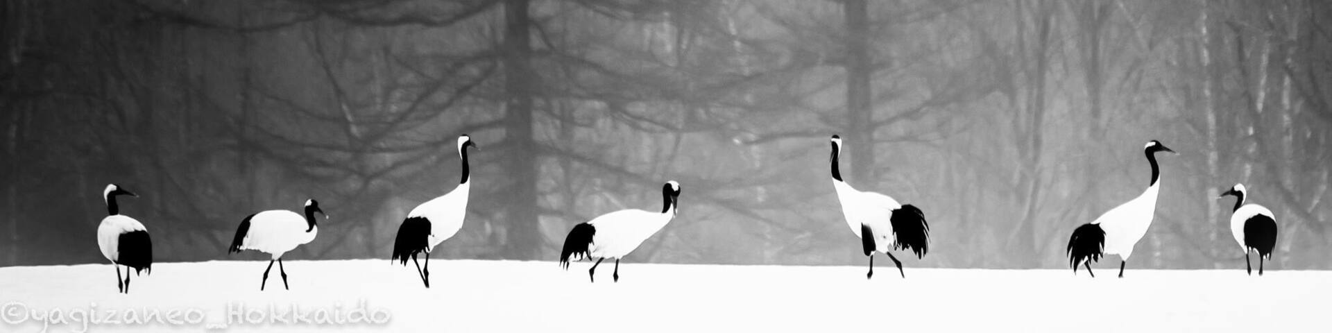 A paradise for the cranes. A paradise for photographers to capture all these action. #japaneseredcranes #cranes #japan #hokkaido #tsurui #dance