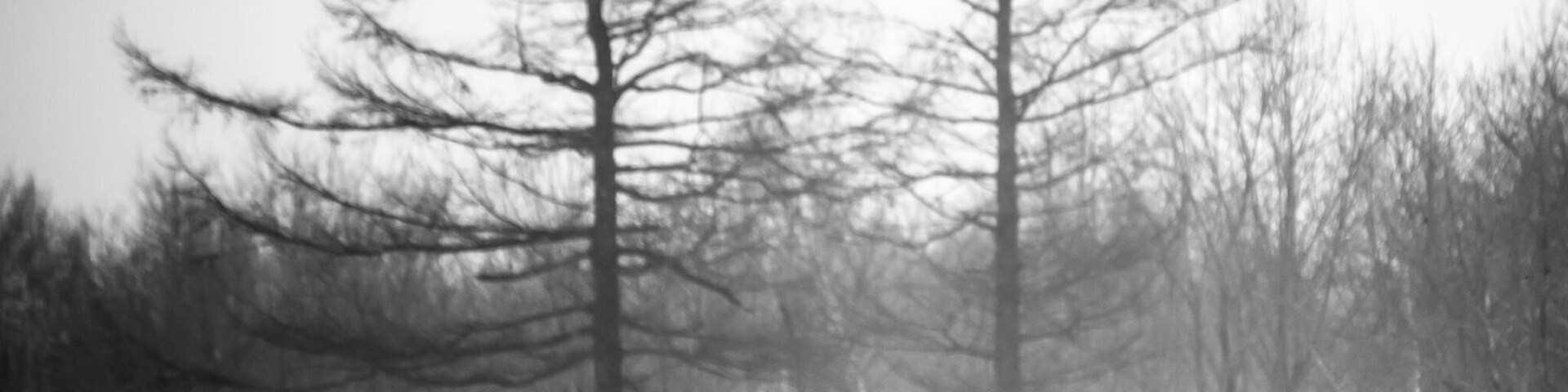 A paradise for the cranes. A paradise for photographers to capture all these action. #japaneseredcranes #cranes #japan #hokkaido #tsurui #dance