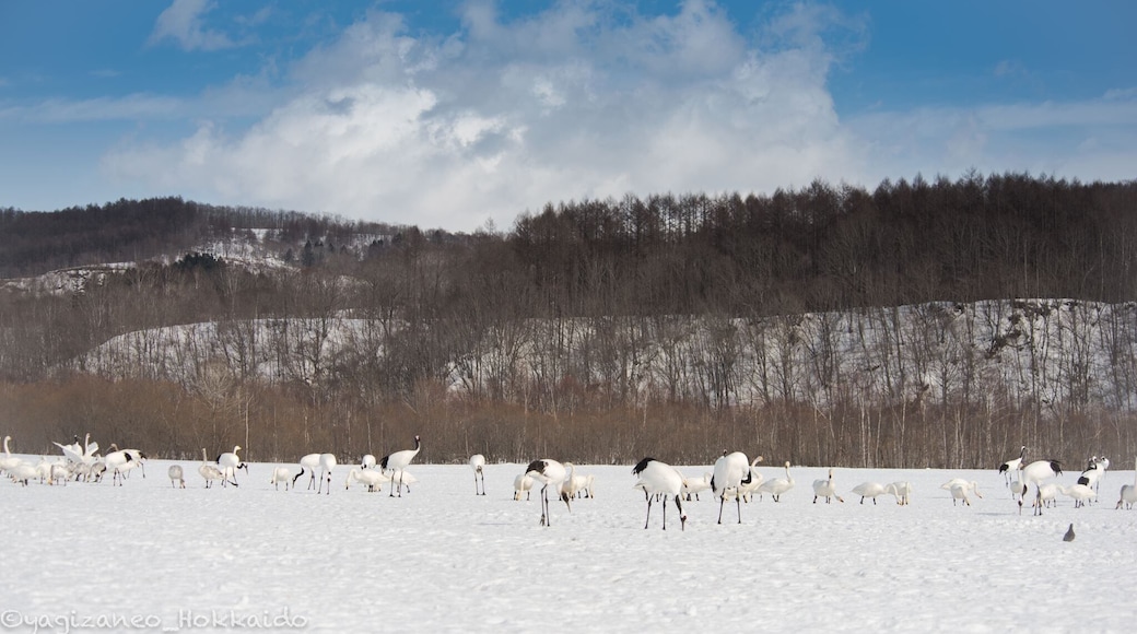 The place where all Japanese Red-Crowned Cranes gather and the action to catch! #japaneseredcranes #cranes #japan #hokkaido #tsurui #dance