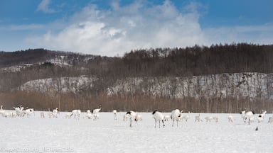 The place where all Japanese Red-Crowned Cranes gather and the action to catch! #japaneseredcranes #cranes #japan #hokkaido #tsurui #dance