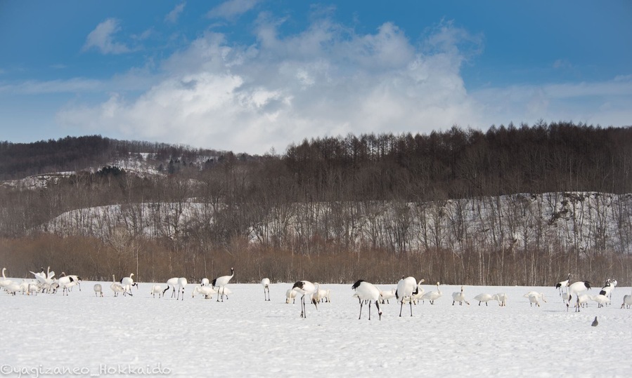 The place where all Japanese Red-Crowned Cranes gather and the action to catch! #japaneseredcranes #cranes #japan #hokkaido #tsurui #dance