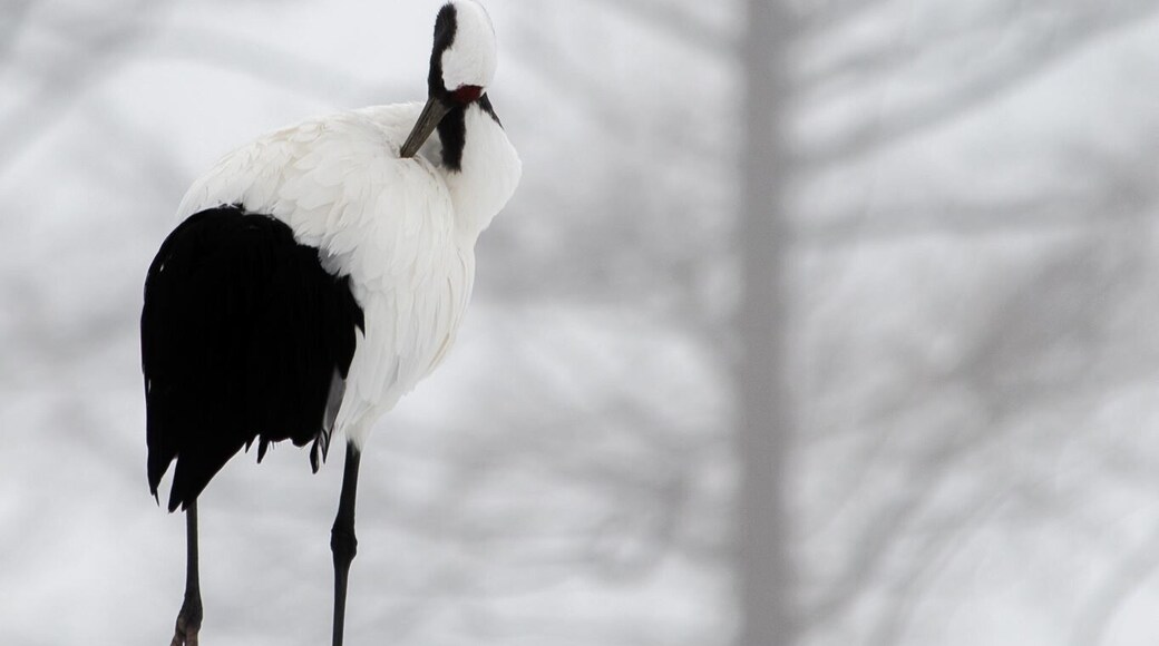 A solo moment for own thought. #japaneseredcranes #cranes #japan #hokkaido #tsurui #solo