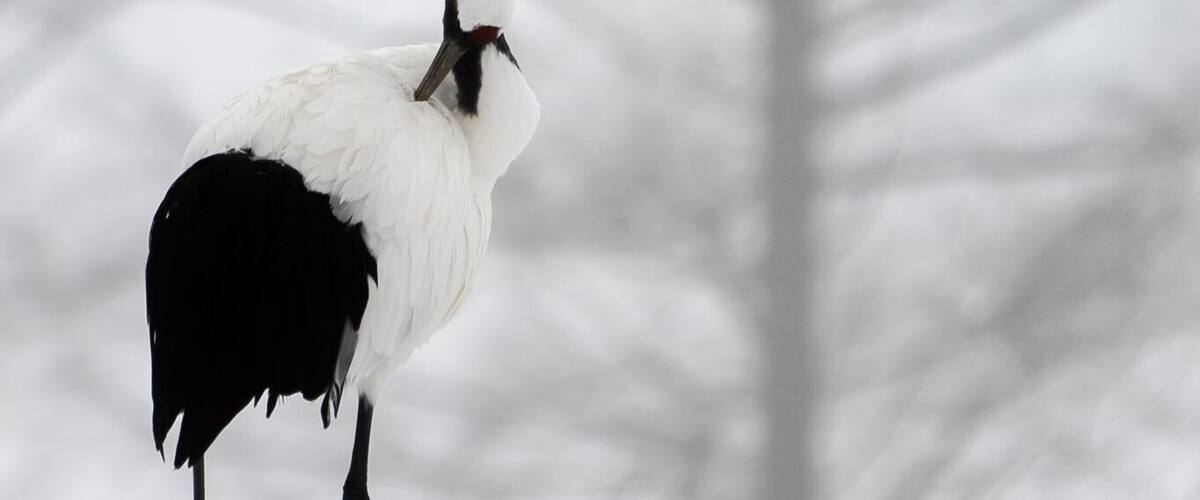 A solo moment for own thought. #japaneseredcranes #cranes #japan #hokkaido #tsurui #solo