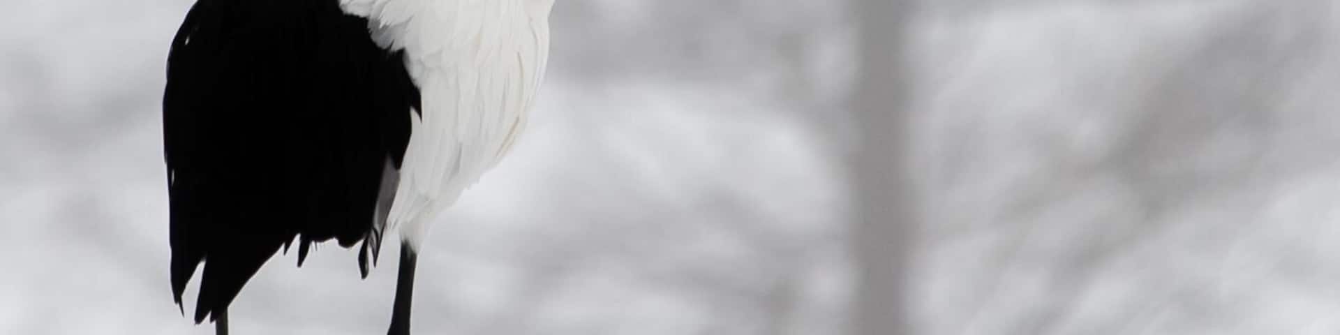 A solo moment for own thought. #japaneseredcranes #cranes #japan #hokkaido #tsurui #solo