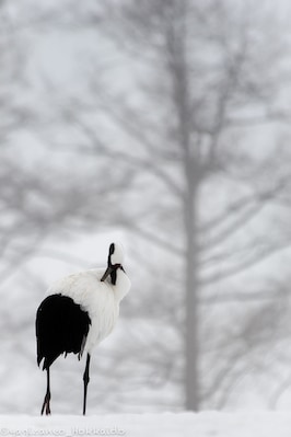 A solo moment for own thought. #japaneseredcranes #cranes #japan #hokkaido #tsurui #solo