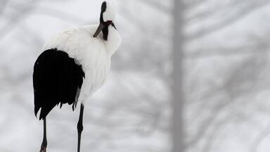 A bird standing in the snow with a blurred tree in the background.