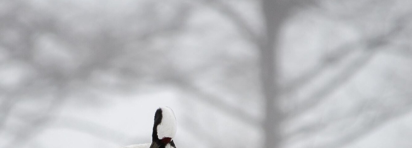 A solo moment for own thought. #japaneseredcranes #cranes #japan #hokkaido #tsurui #solo