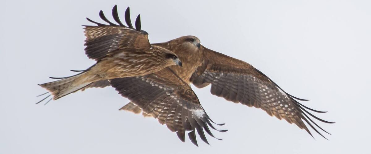 Sometimes they fly in pairs. Searching for their preys. #eagle #wild #hokkaido #japan