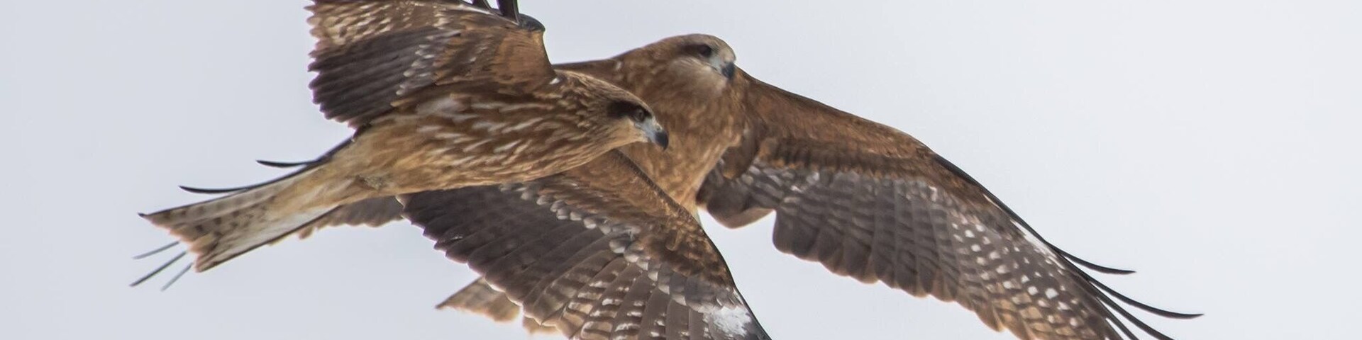 Sometimes they fly in pairs. Searching for their preys. #eagle #wild #hokkaido #japan