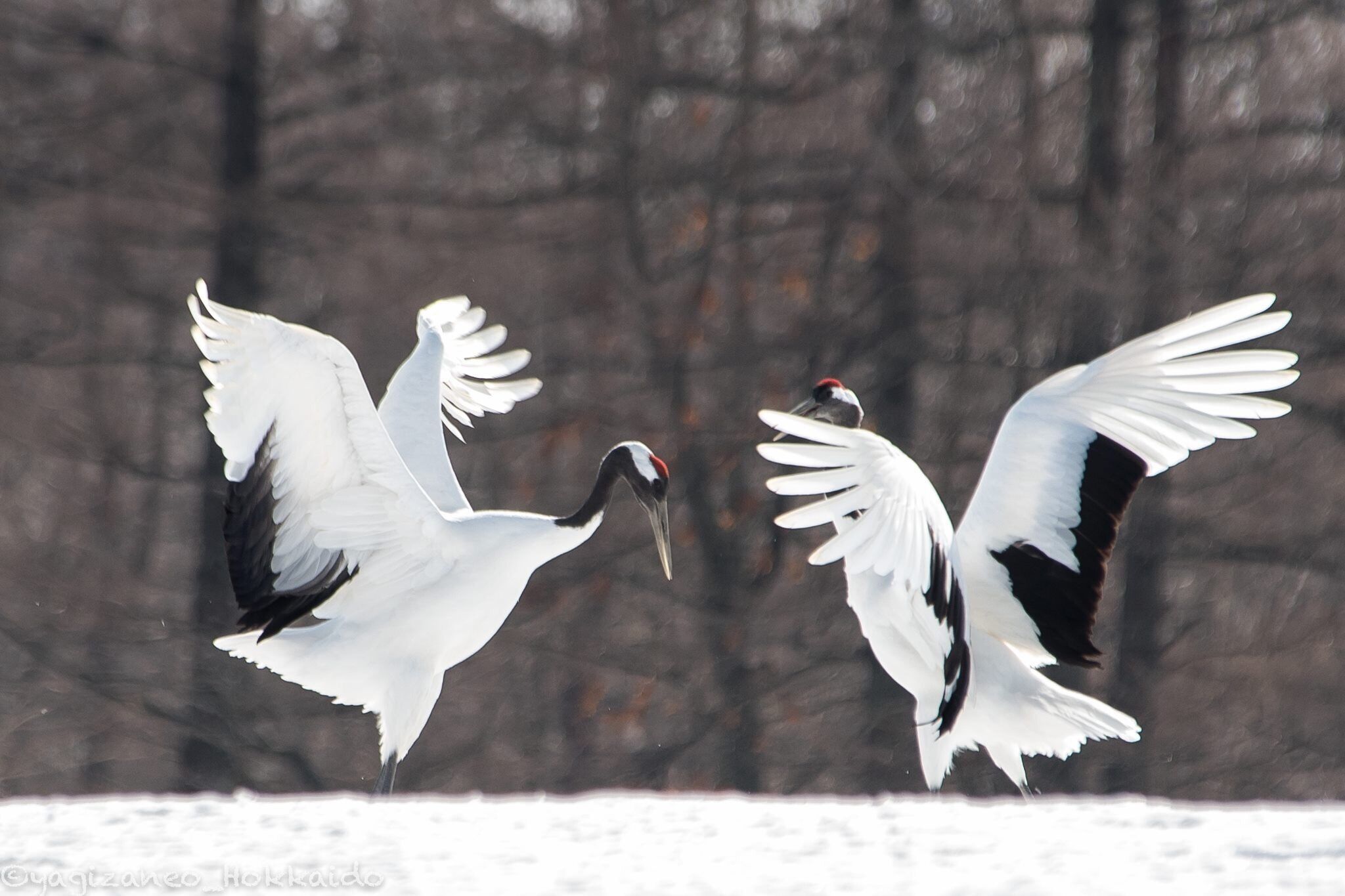 During February, these Japanese Red-Crowned Cranes come by, dance,and mate. A natural phenomenon to catch! #japaneseredcranes #cranes #japan #hokkaido #tsurui #dance