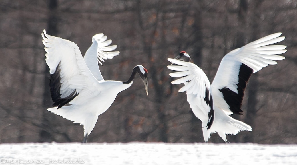 During February, these Japanese Red-Crowned Cranes come by, dance,and mate. A natural phenomenon to catch! #japaneseredcranes #cranes #japan #hokkaido #tsurui #dance